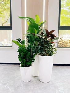 专业的前湾盆景租赁，让空间瞬间变优雅